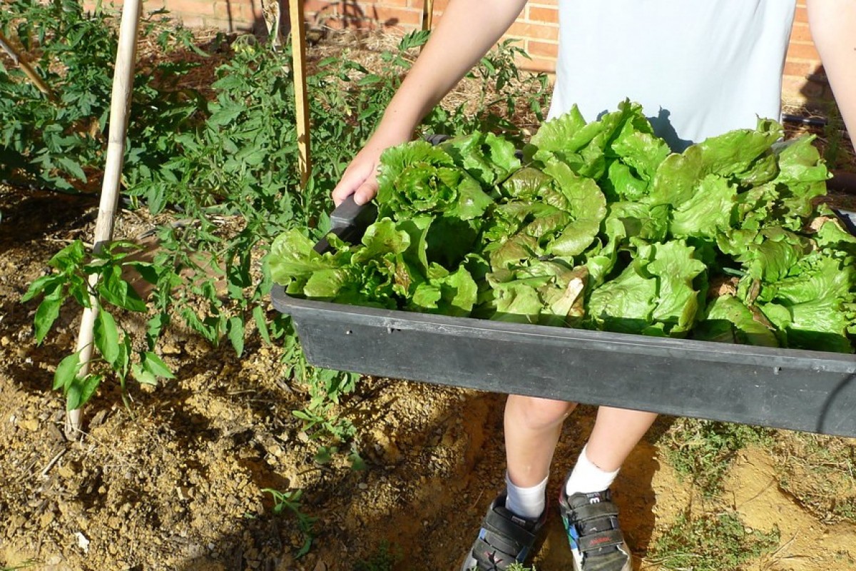 Un huerto ecológico en tu casa.